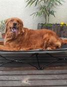 Summer dog elevated bed folding pet line, air bed breathable resistance, waterproof, moisture -proof dog bed large dog