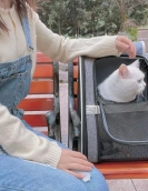 Cat backpack Portable Pet Pet Out Pack Bags Folding Back Cat Buns Large Capacity