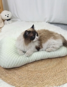 Summer cat nest half -ice mat, dog nest, four seasons universal teddy small and medium -sized dog autumn and winter dog mattress pet supplies