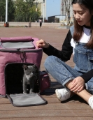 Cat backpack breathable can be folded cat bag out bags Portable cat outdoor travel back shoulder dogs out bag